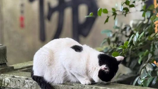 What to Expect When Visiting Mount Putuo: Temples, Pilgrimage & Prayer