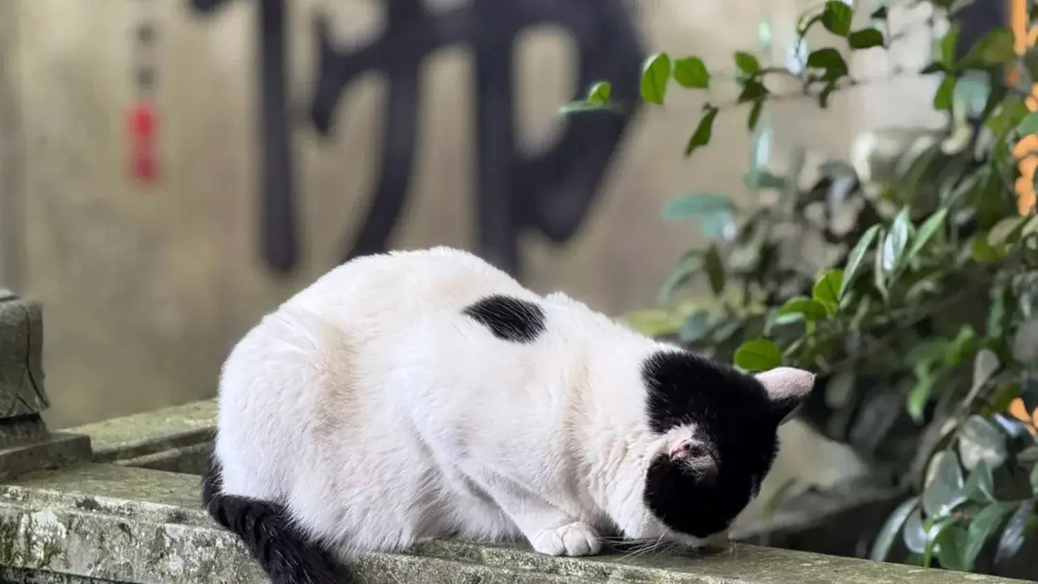 A black and white cat curled up resting on a stone ledge with green foliage and a blurred background.
